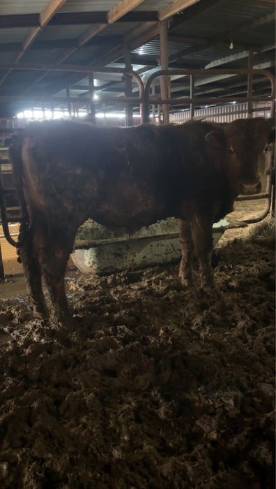 Бычки на откорме 10 голов