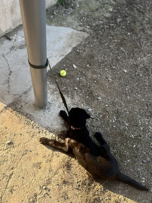 Лабрадор ретривер продается !