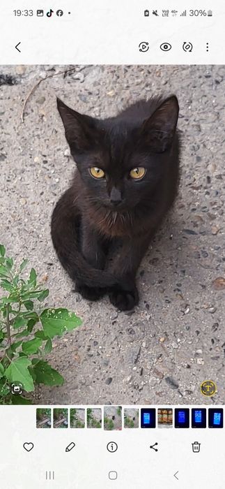 Котята в добрые руки,