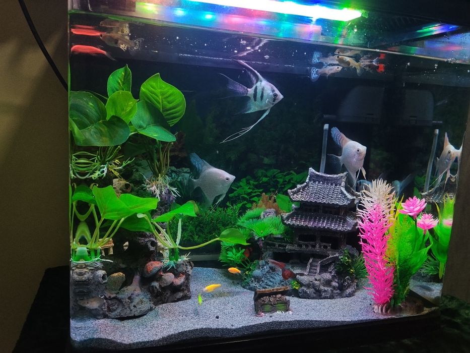 Продам рыба скалярии