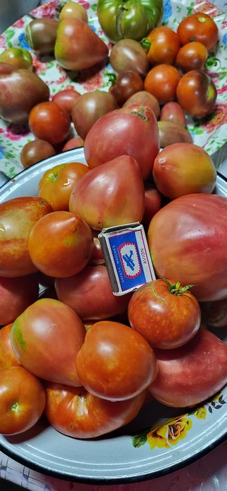 Продаю местные дачные сортовые помидоры