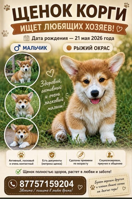 Щенок корги чистокровный с хорошей родословной
