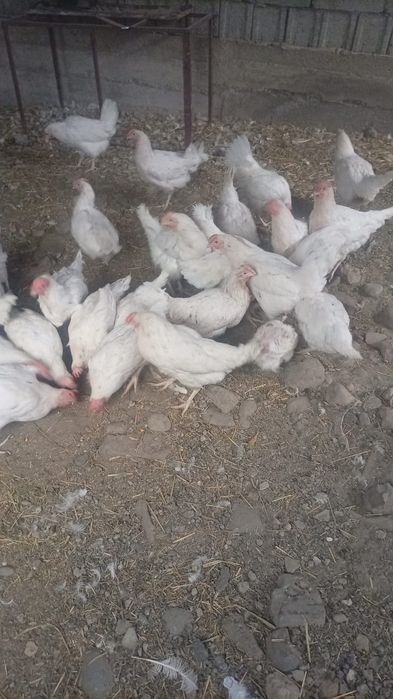 Срочно продам курей 50штук