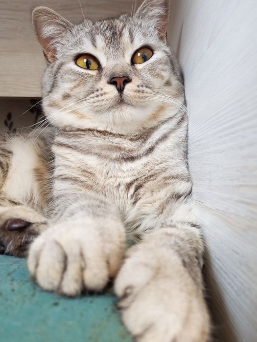 Вязка Кота, Скоттиш страйт