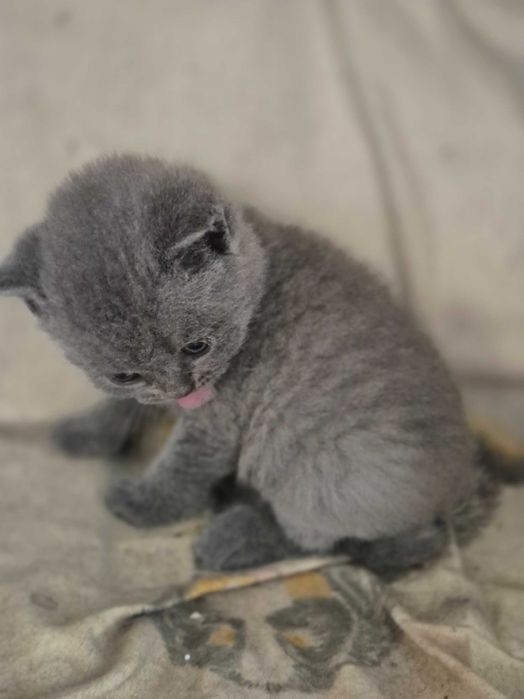 Британски котета