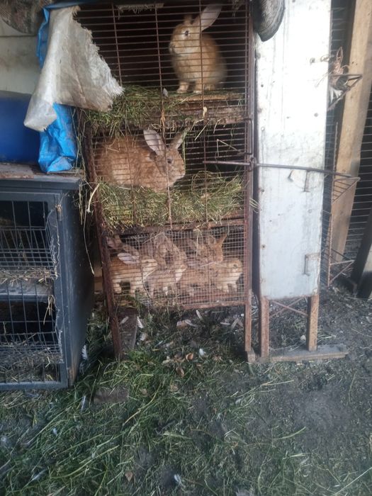 Vând 7 iepurași frumoși 30 lei