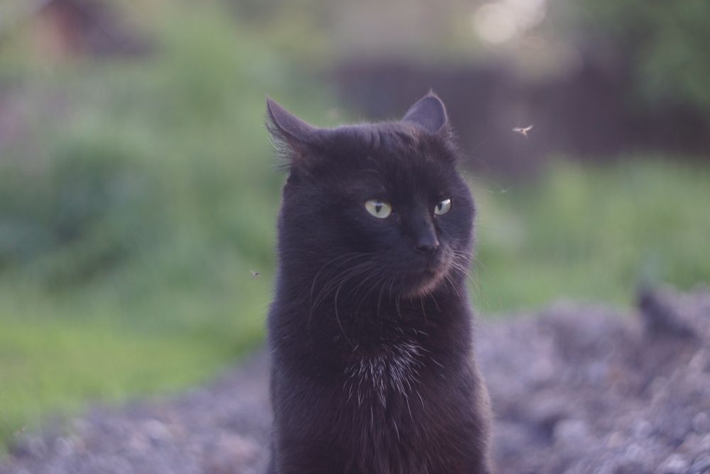 Статный крупный кот спинальник