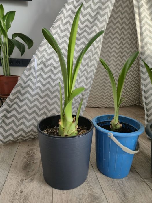 Гемантус (комнатное растение)