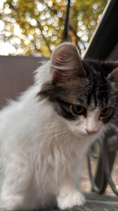 Котенок ищет дом