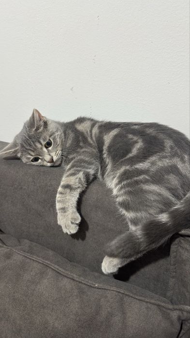 котенок подросток скоттиш страйт