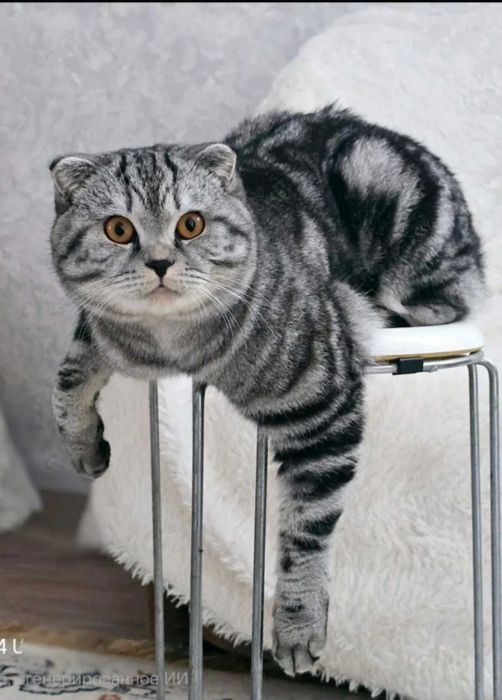 Чистокровные котята,мальчики