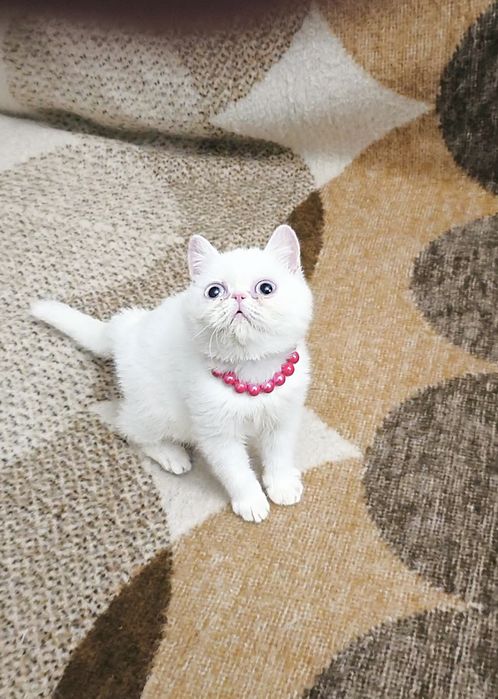 Экзоточка из Проф.Питомника