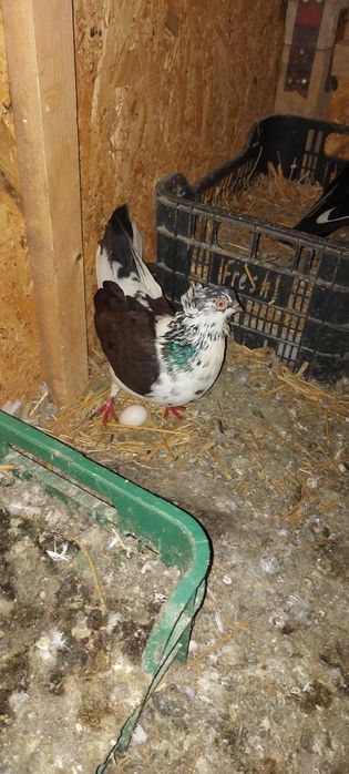 Vand Jucatori de Amara