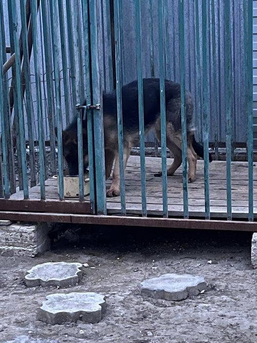 Авчарка сатылады