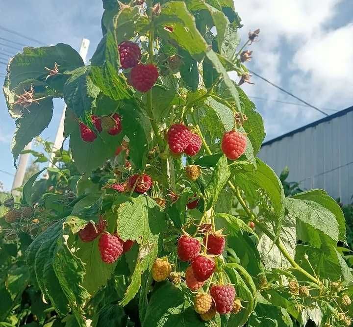 В продаже малина сорт Шапка Мономаха