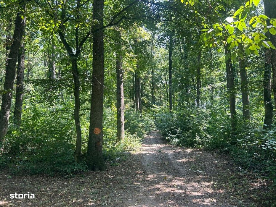 Teren de Vis pe malul lacului Snagov / 4000 mp in inima Naturii /40 m