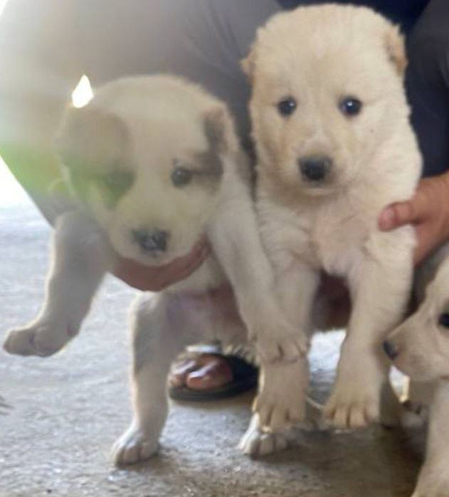 Kuchuk bolalari aqlli