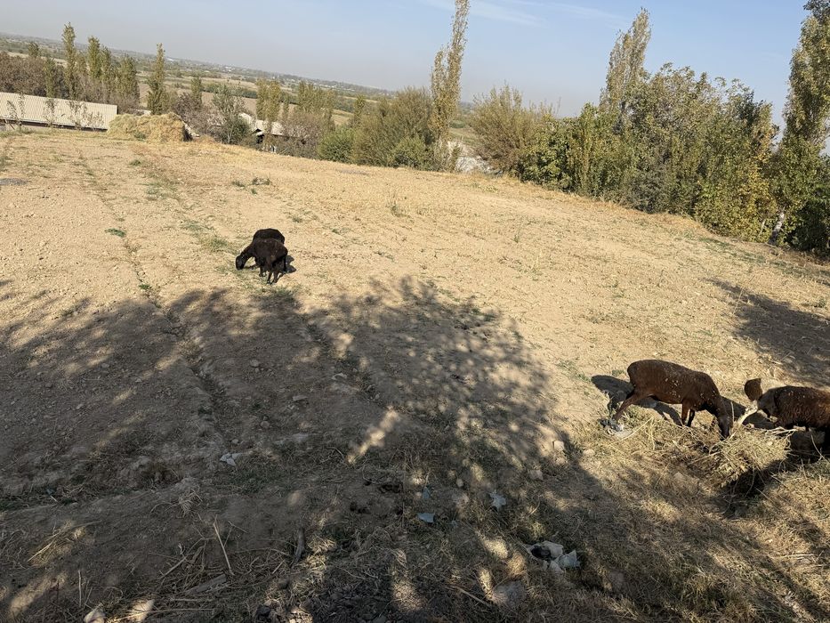 СРОЧНО Продаётся участок 11