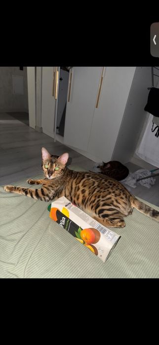 Бенгальские котята