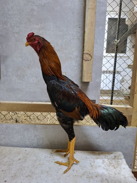 Дакан петух бойцовые