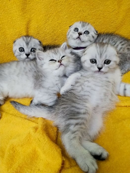 ШотЛандСкие КотЯта