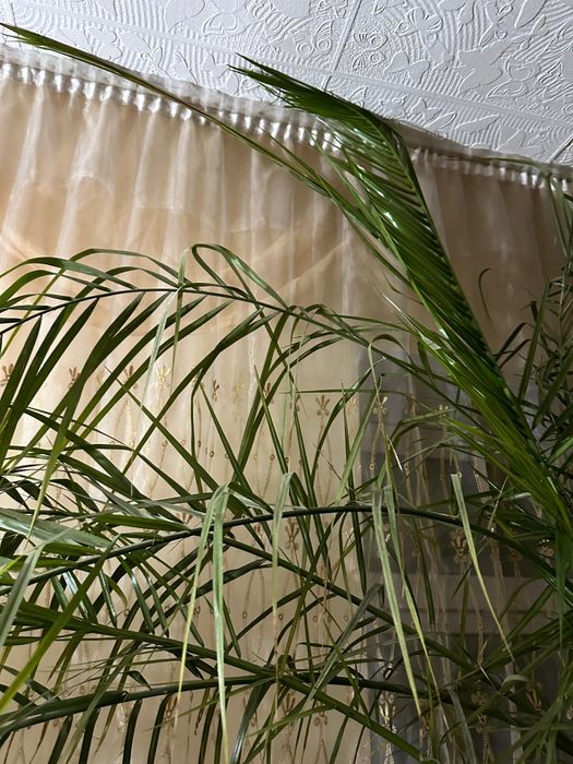 Продам финиковую пальму