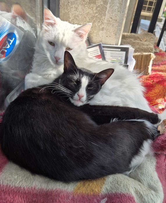 СРОЧНО  в добрые руки!! г. Шымкент