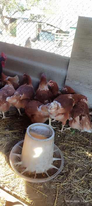 Продаются Куры Ломан браун