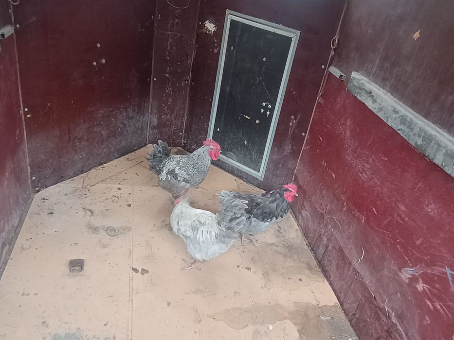 Cocosi italieni argintii