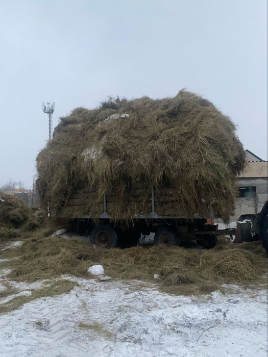 Продам сено луговое