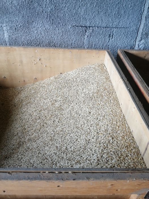 Vând grâu, orz,ovăz ,floarea soarelui recoltate în condiții foarte bune!