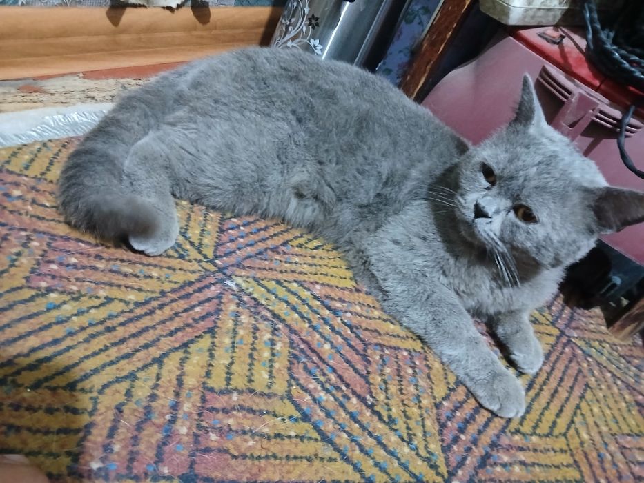 Scottish strayt zotli mushuk sotiladi o'g'il bola