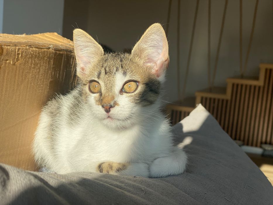 Pisica sterilizata 7 luni