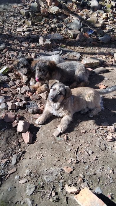 Отдам щенят в хорошие оуки