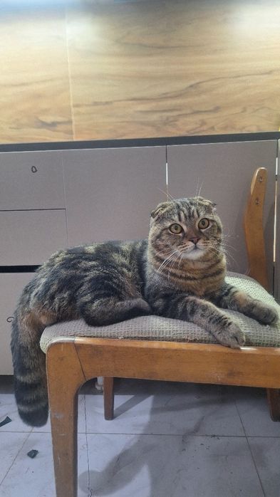 Продается кот вислоухий