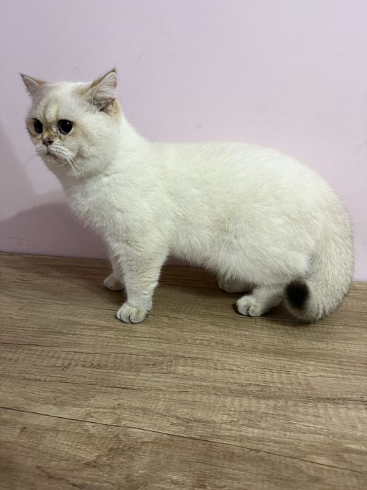 britan ny1133 muwuk ogilbola sotiladi