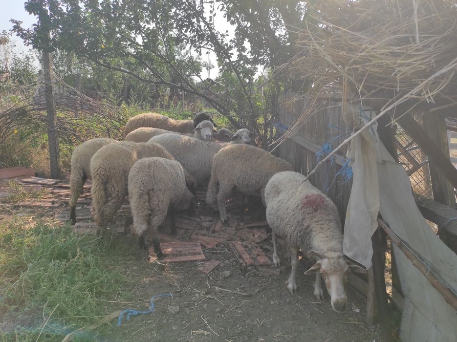 Oi sterpe , miei și  berbeci de vânzare