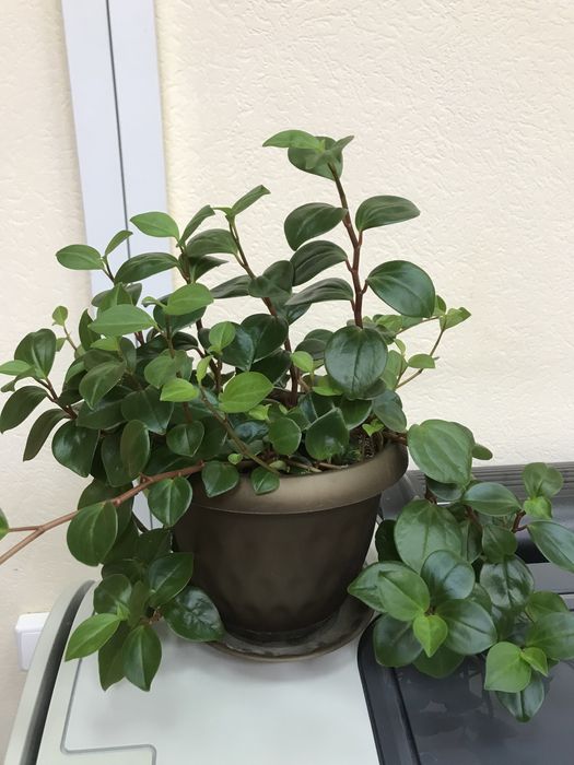 Продам комнатные цветы