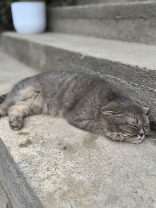 Скотиш страйт британский