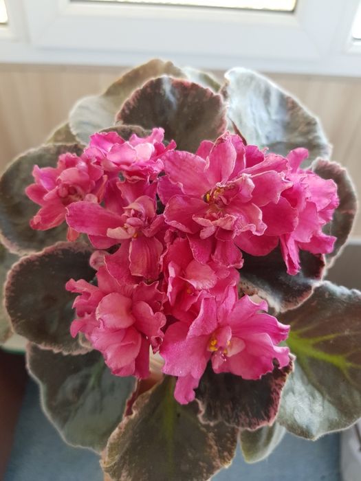 Детки сортовых фиалок