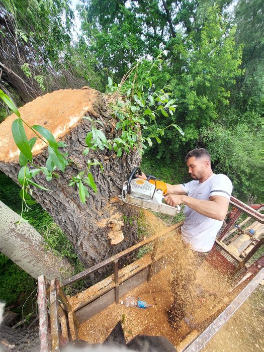 Спил деревьев,  обрезка, ағаш кесеміз, о