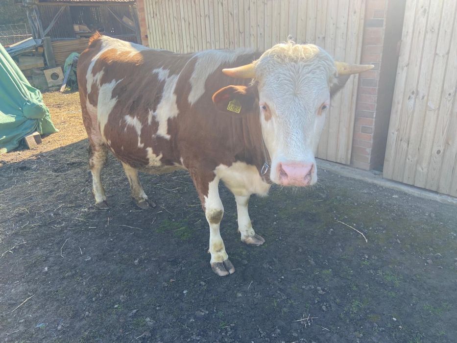 Juninca gestanta de vanzare