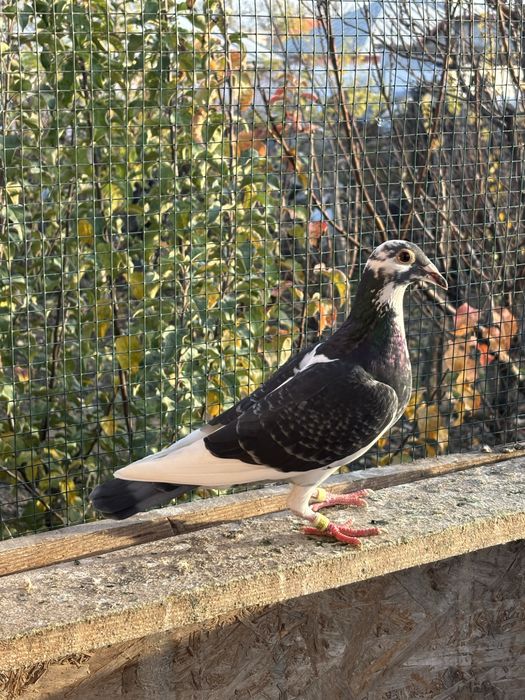 Porumbei Voiajori sport pentru matca