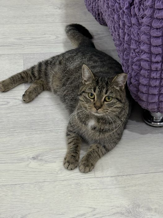 Кошка 10 мес стерилизованная