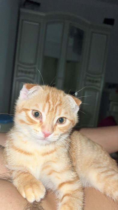 Вислоухий котенок