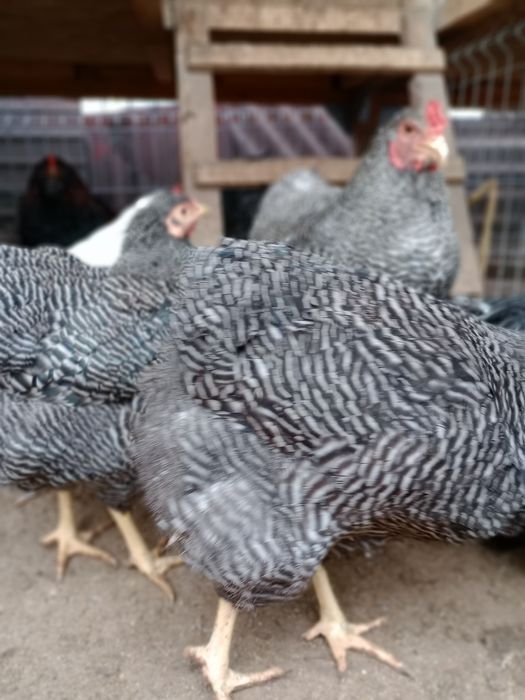 Vând cocoși diferite rase