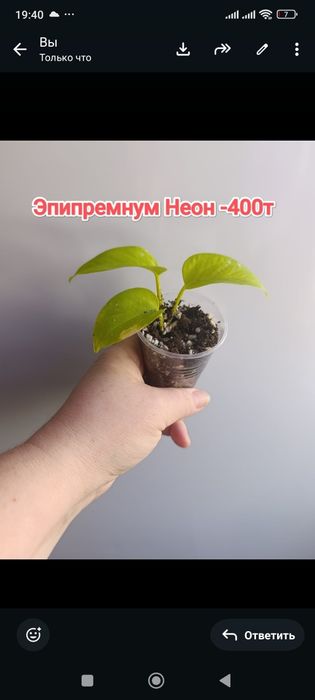 Комнатные растения