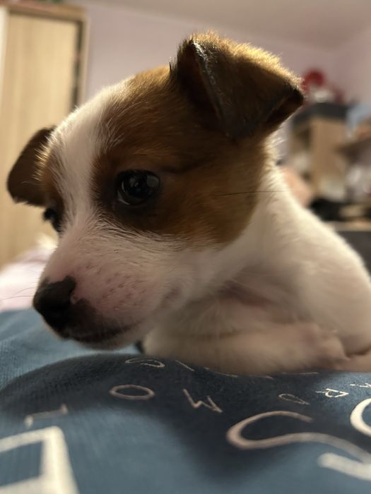 Donez catel talie medie