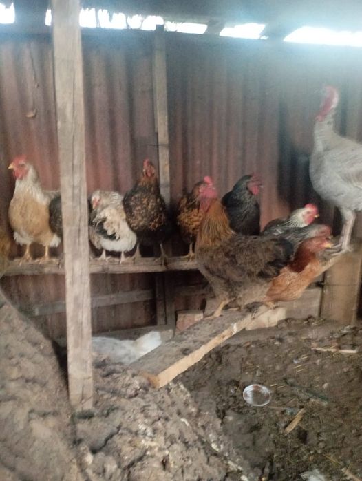 Простой тауық нннннн