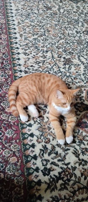 Ëш мушук , котёнок